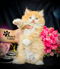 Traditional Persian Male Kitten